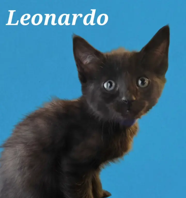 Leonardo