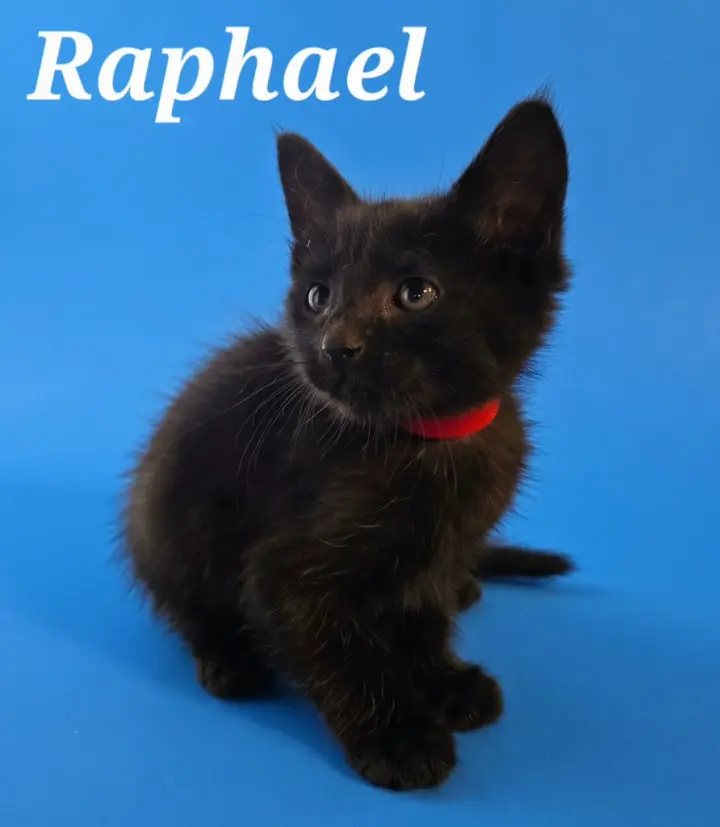 Raphael