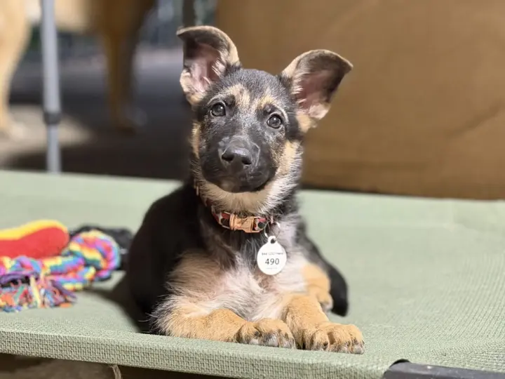 Frankie