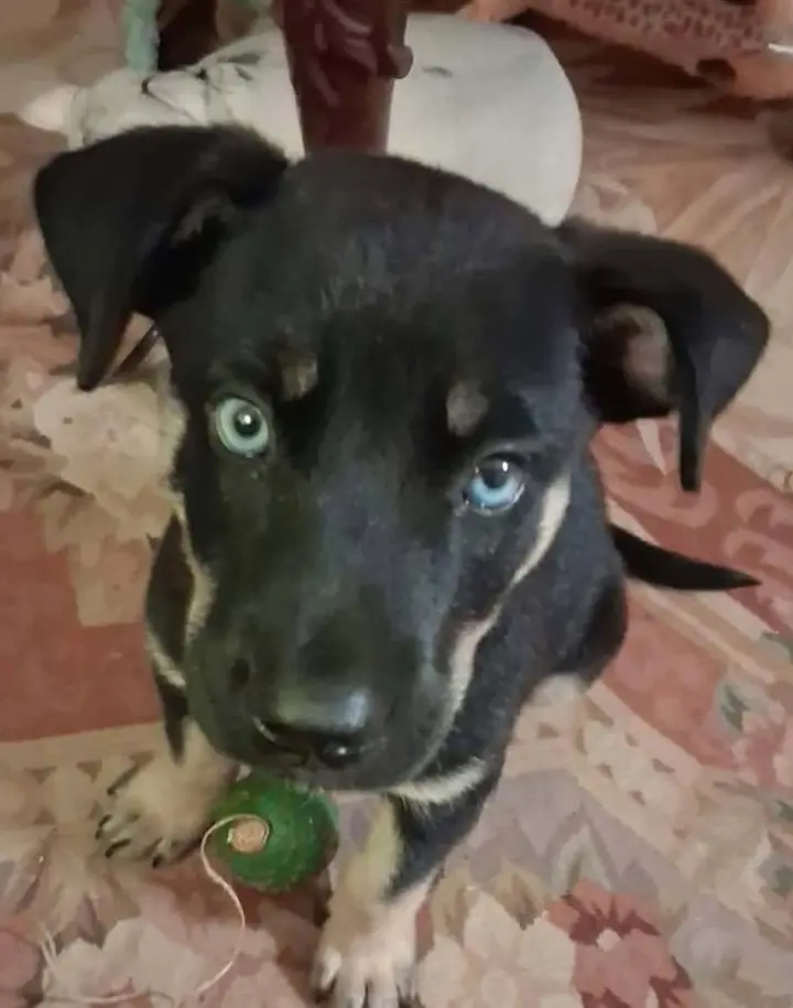 Blu (puppy)