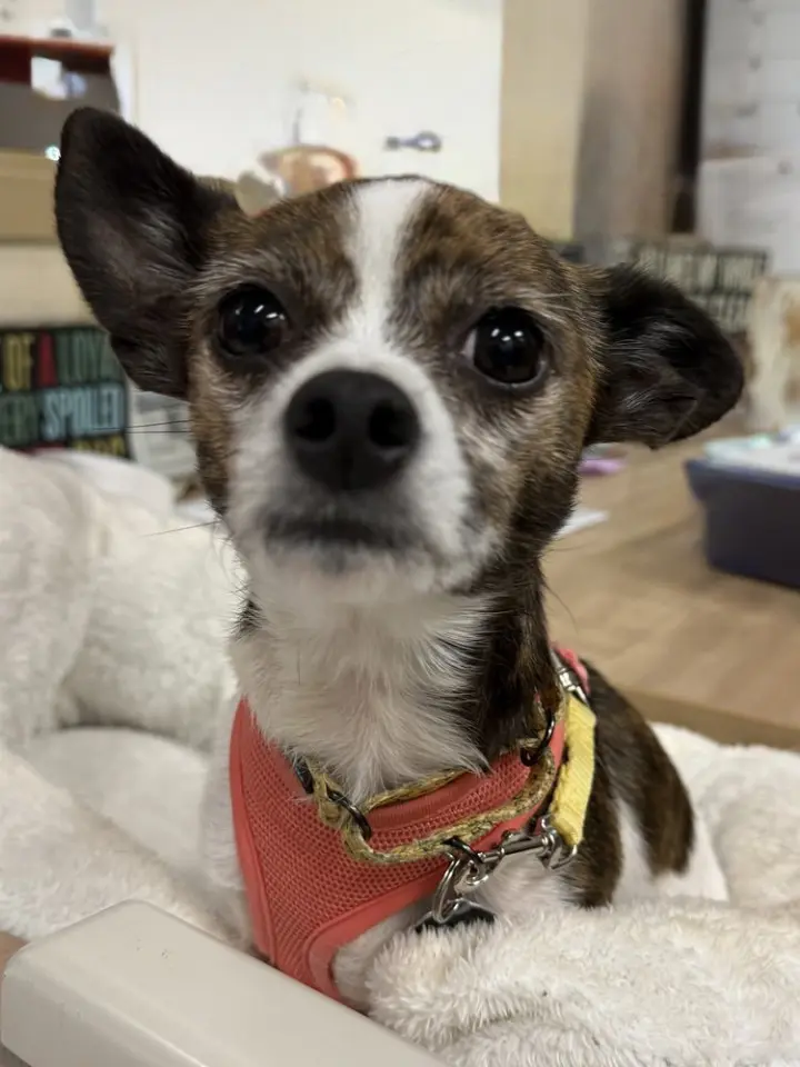 Koey
