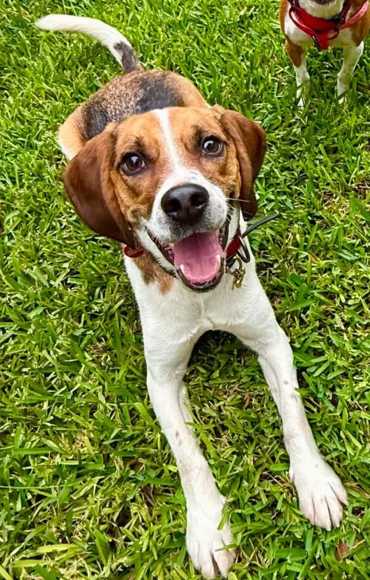Benji III
