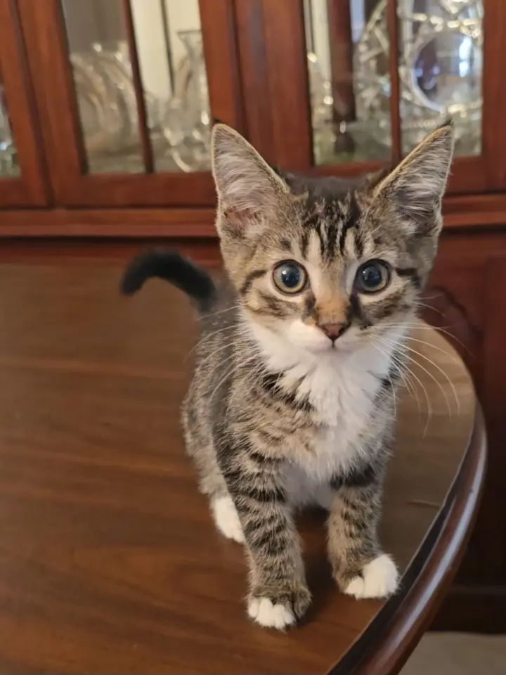 Ollie