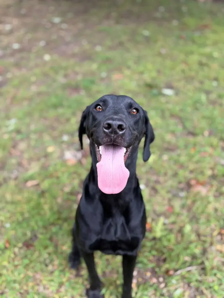 Beau