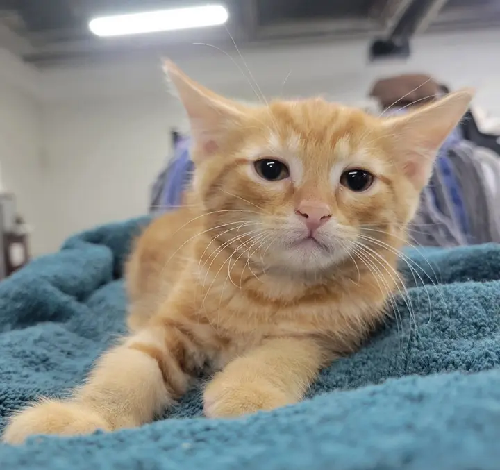 Kitten Crest