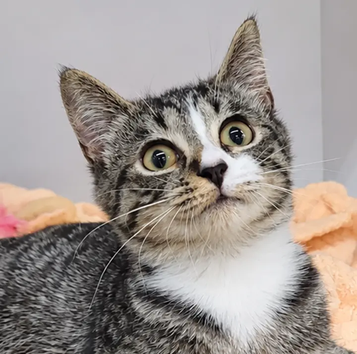 Kitten Ehren
