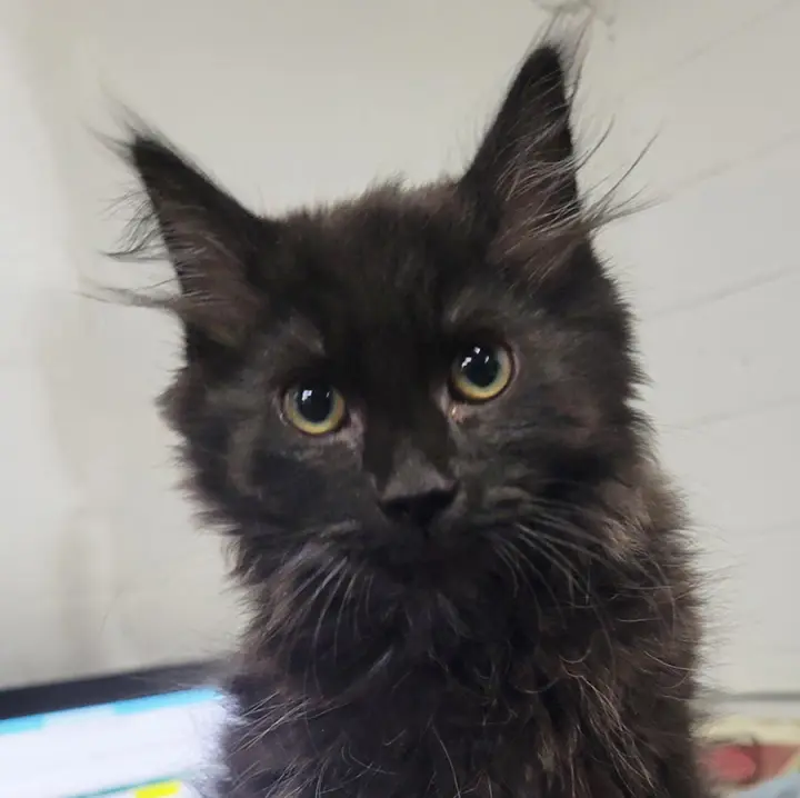 Kitten Laundry Basket