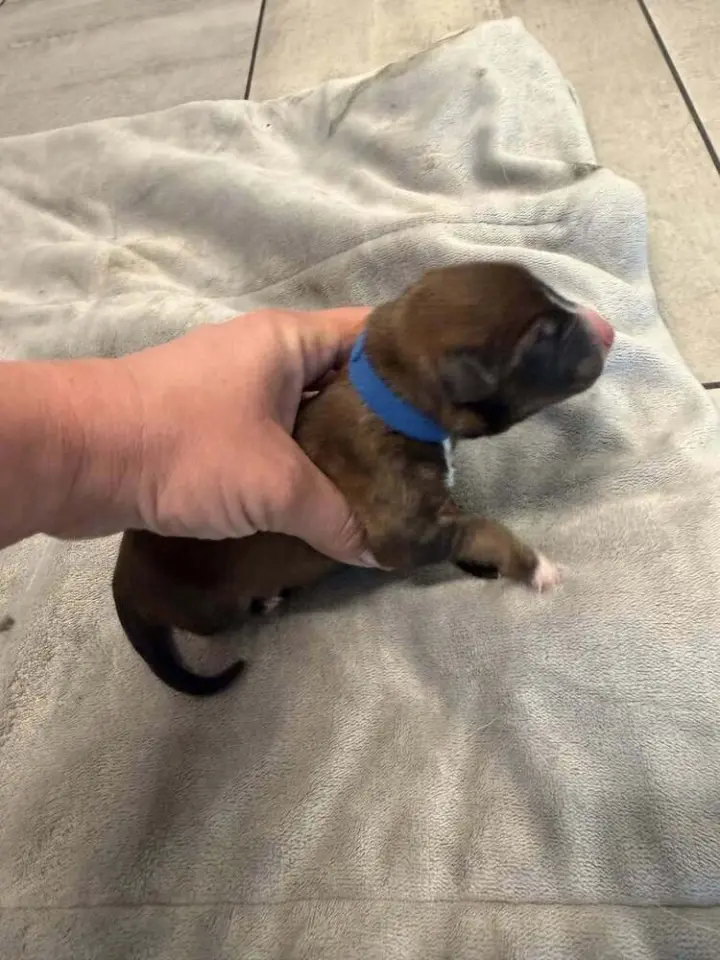 Pokemon- Baby Deino (Blue)- Located in Arizona