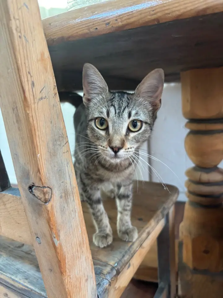 Penny