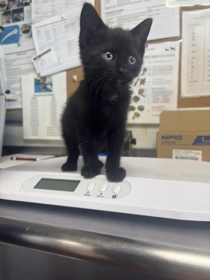 Onyx