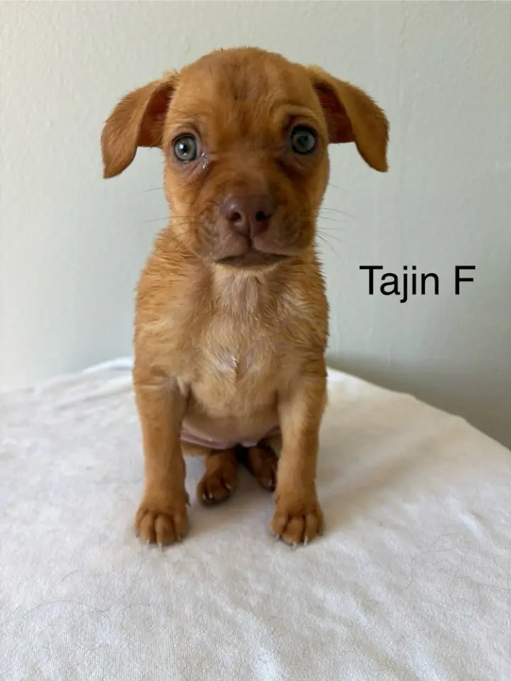 Tajin #9517