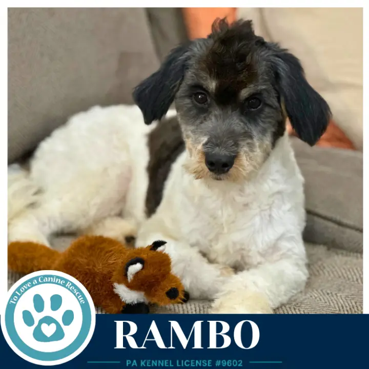 Rambo 101726