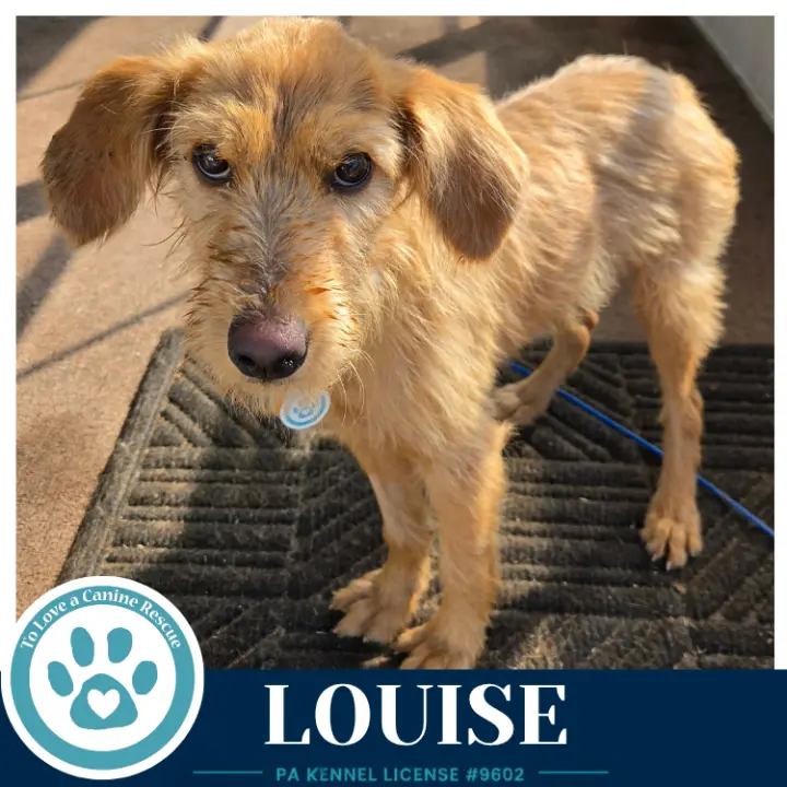 Louise 101726