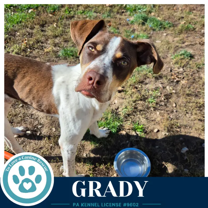 Grady 101726