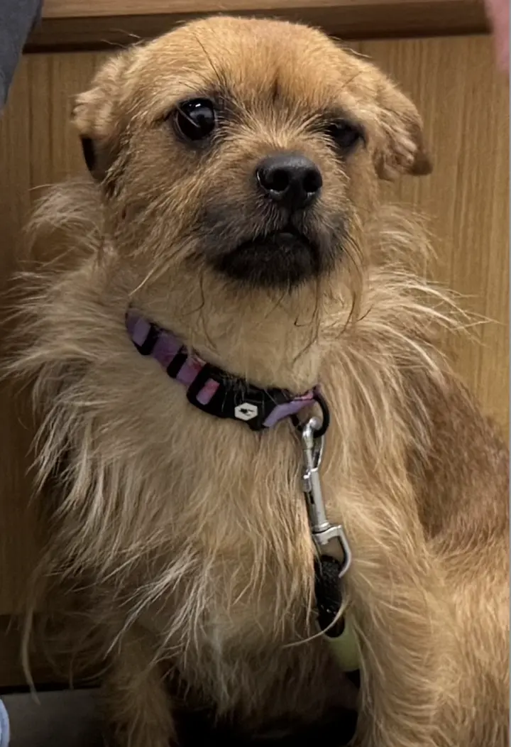 Rufus