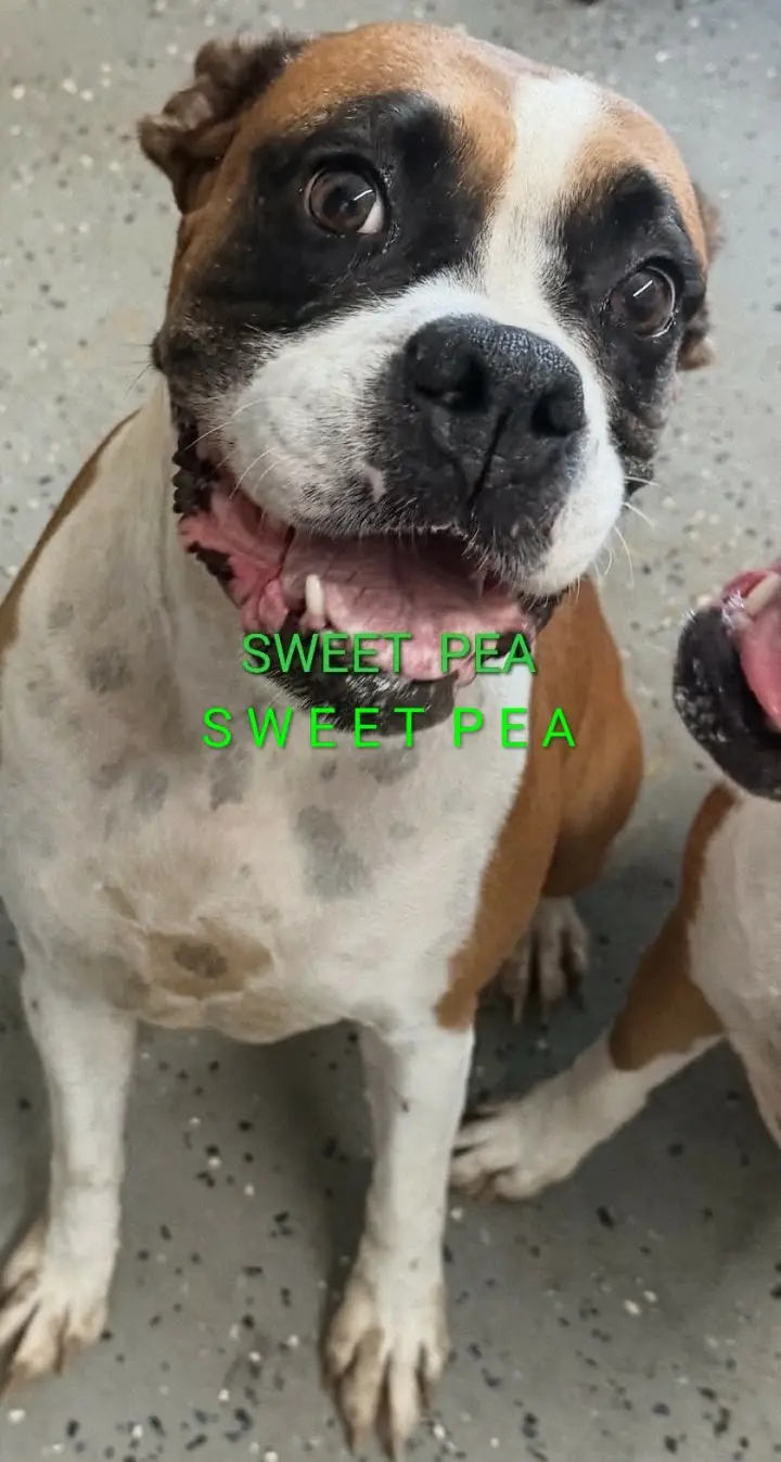 Sweetpea *Adoption Pending*