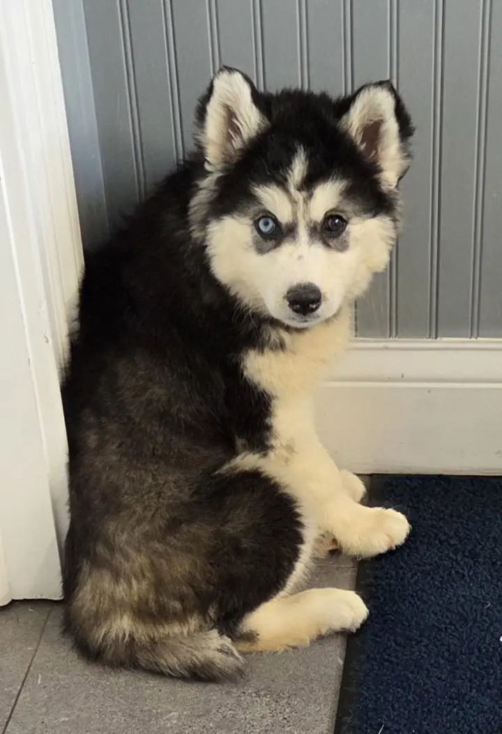 Husky