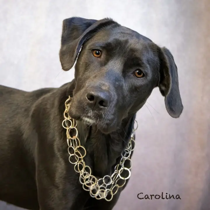 Carolina