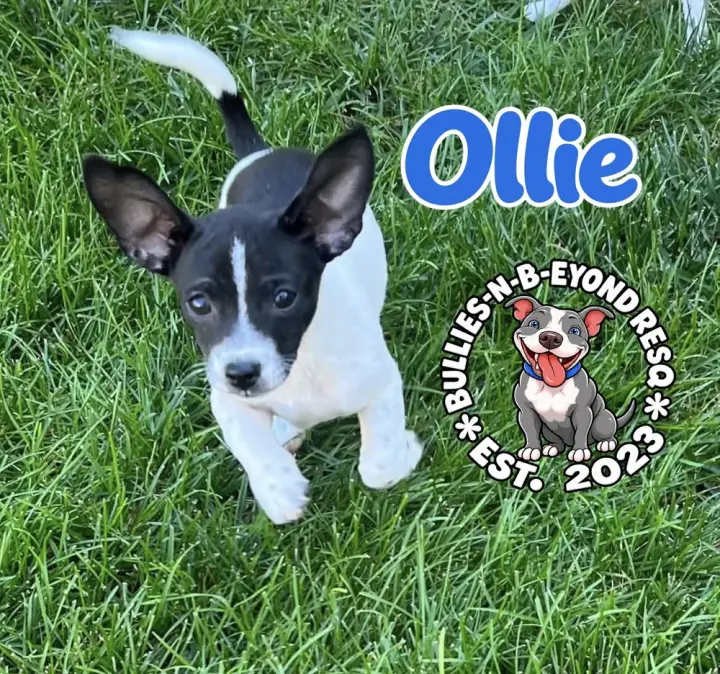 Ollie