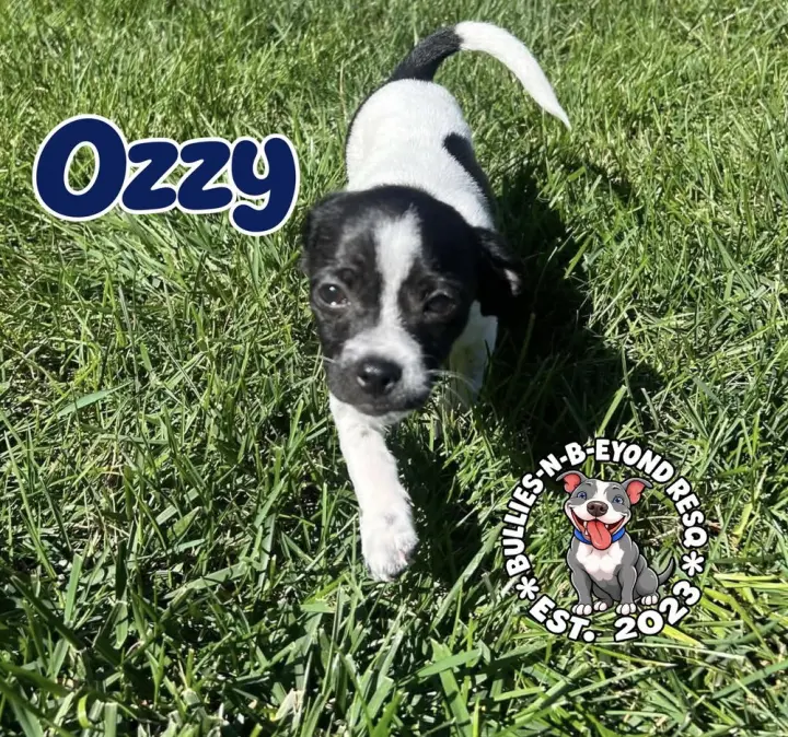 Ozzy