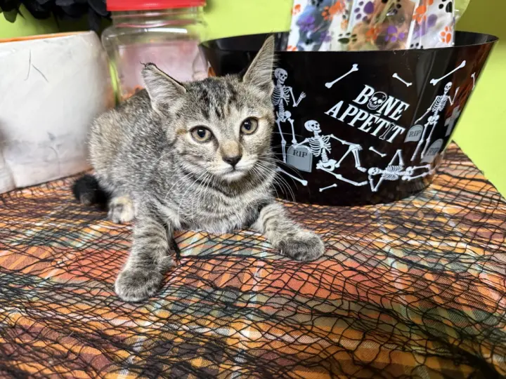 PEPPER