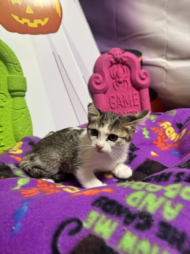 BISCUIT