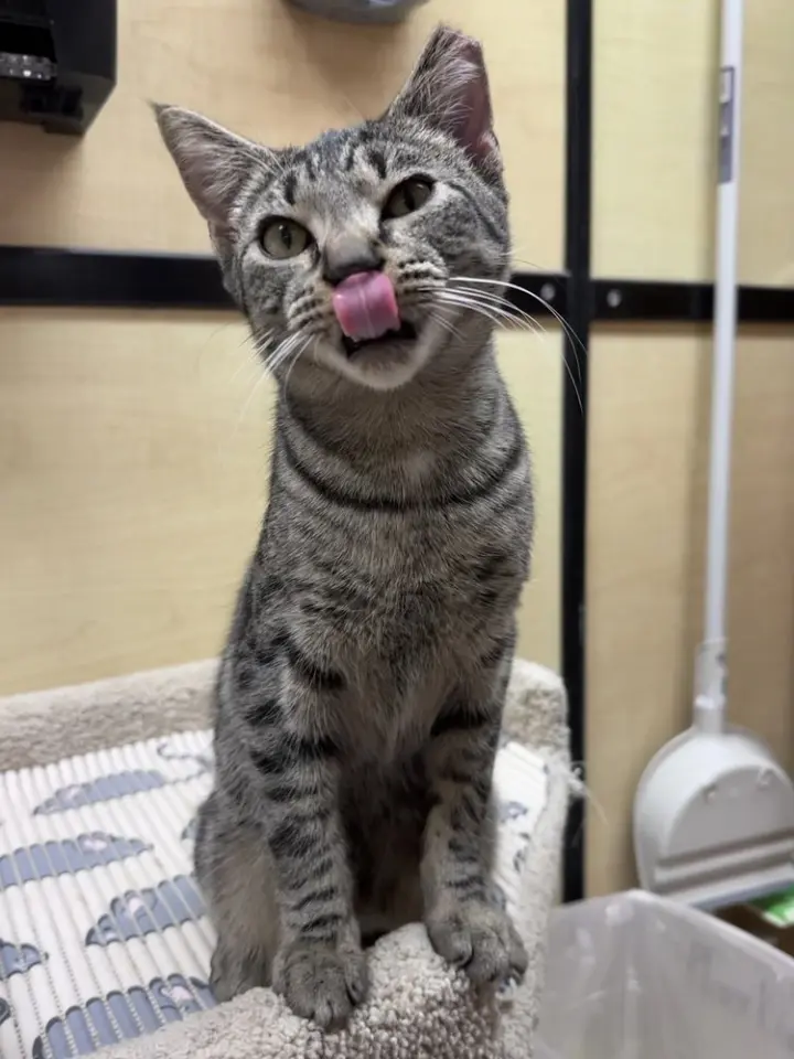 Apollo