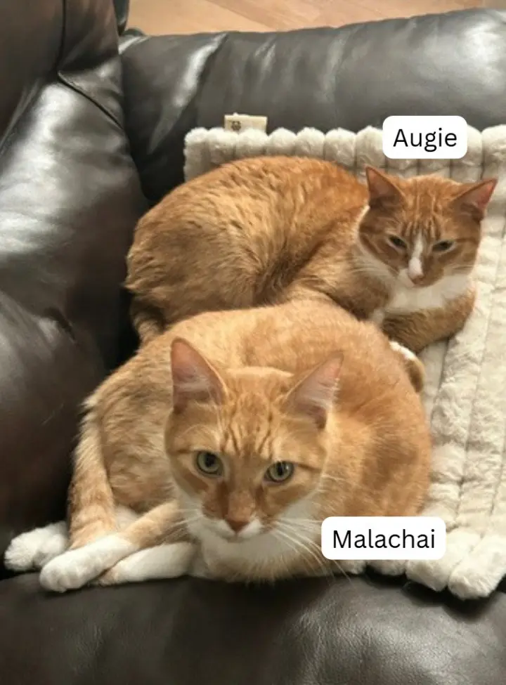 Augie / Malachai