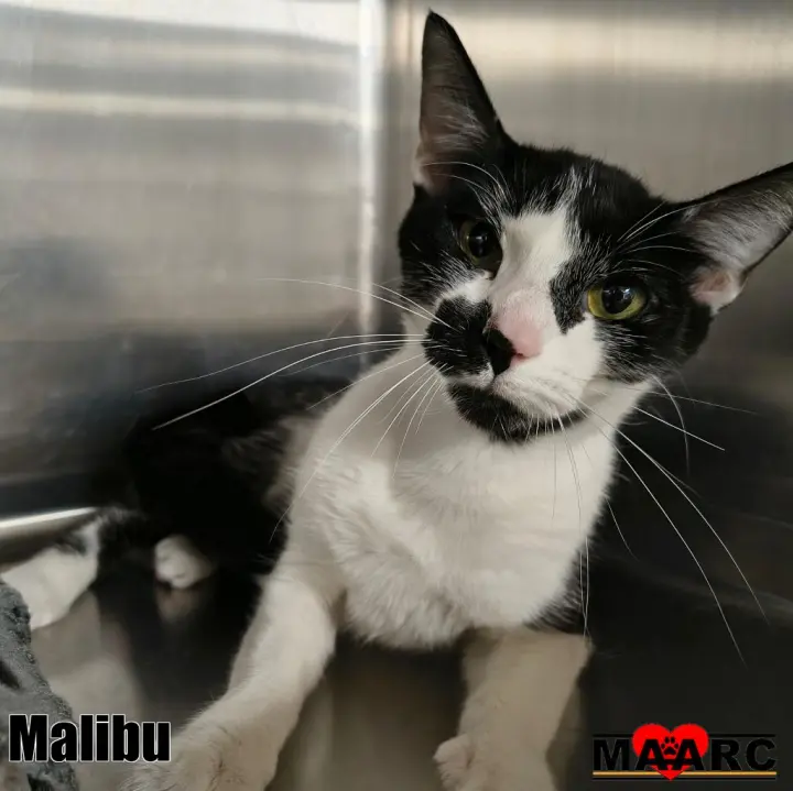 Malibu