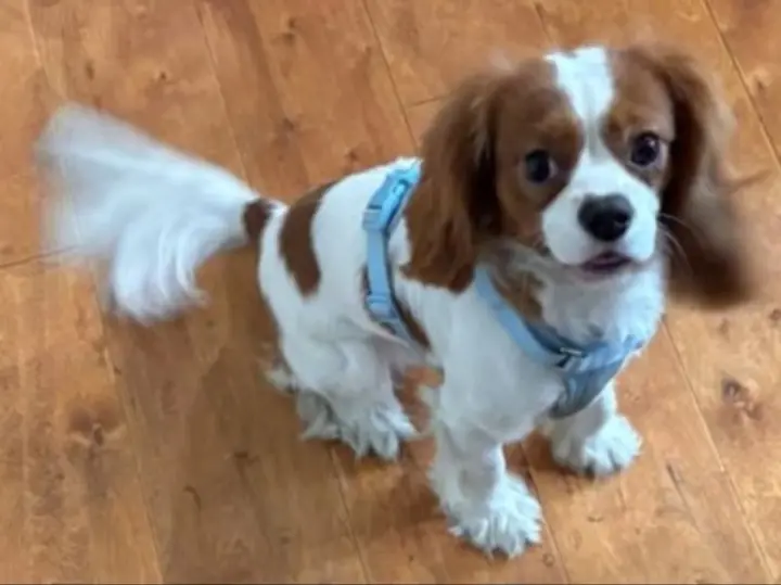 Archie
