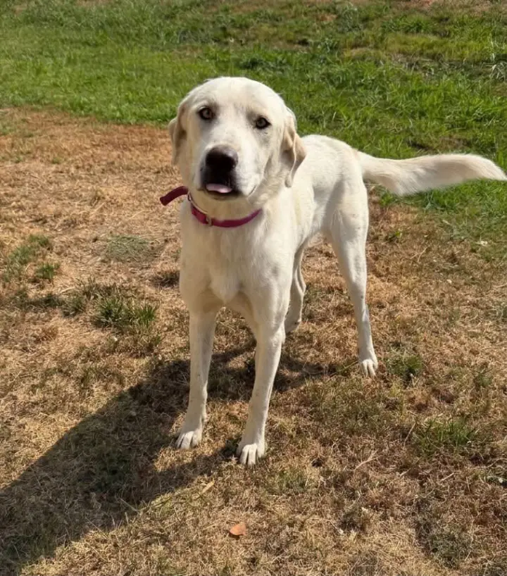 SPONSOR OR FOSTER ME - Terri