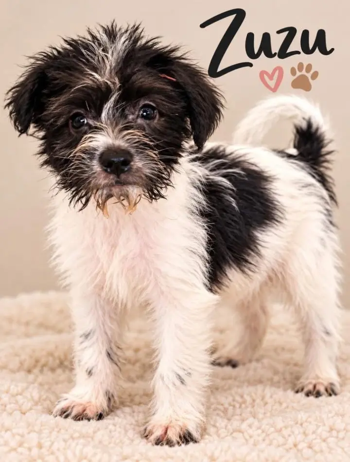 SPONSOR OR FOSTER ME - Zuzu