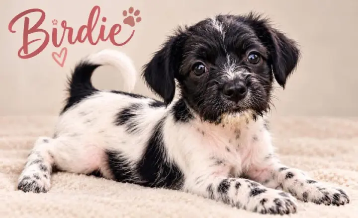 SPONSOR OR FOSTER ME - Birdie