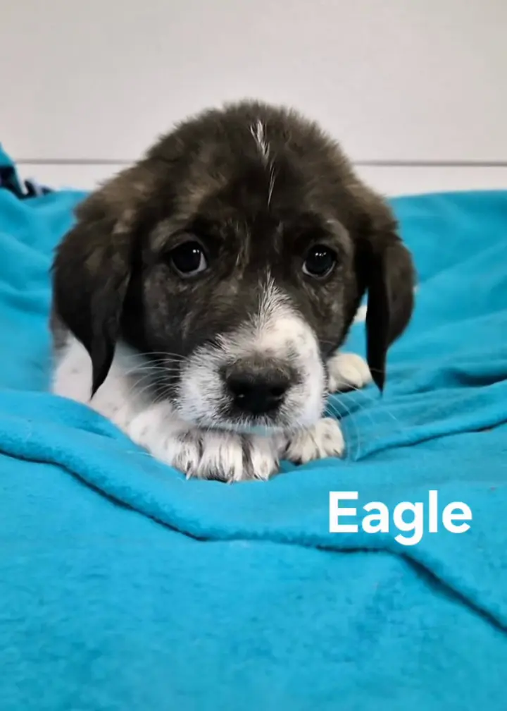 Eagle