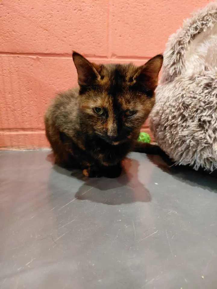 Winifred