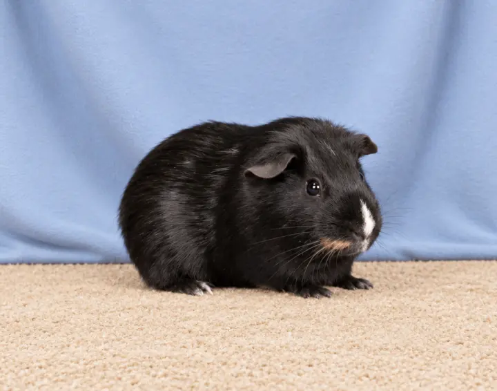PUMBAA