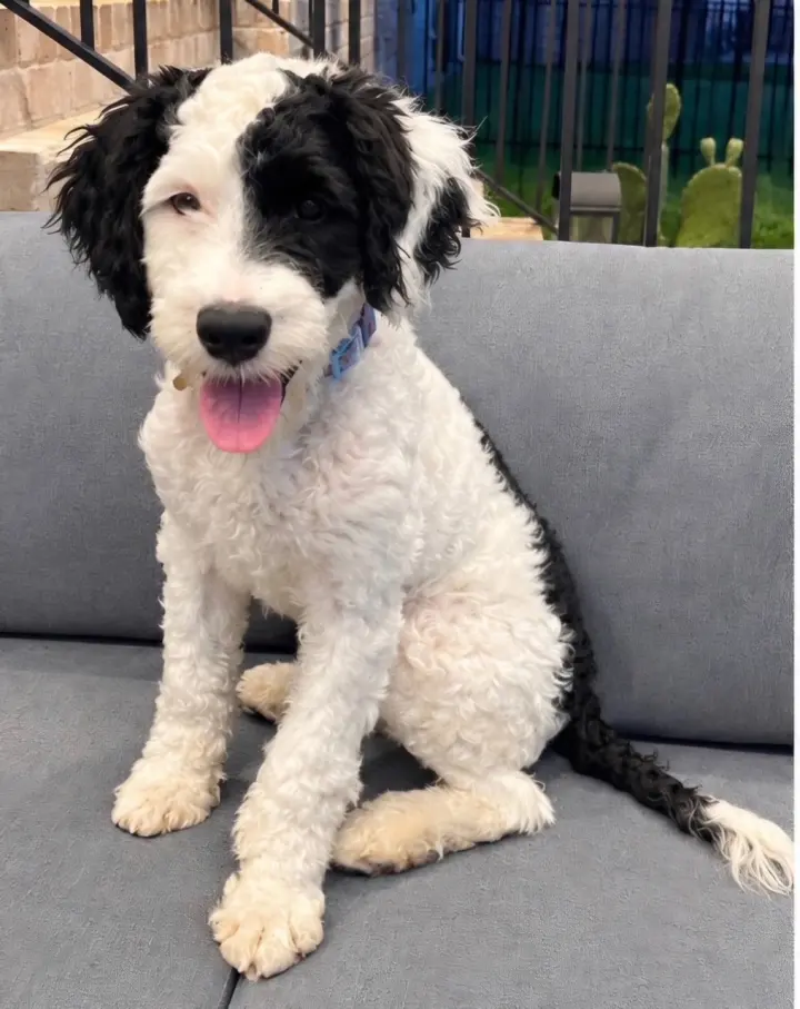 PUPPY FINN
