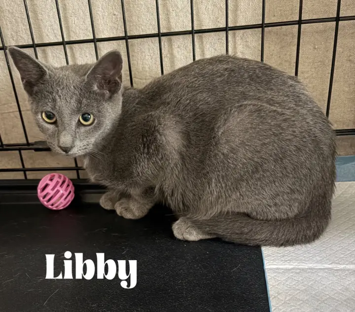 Libby
