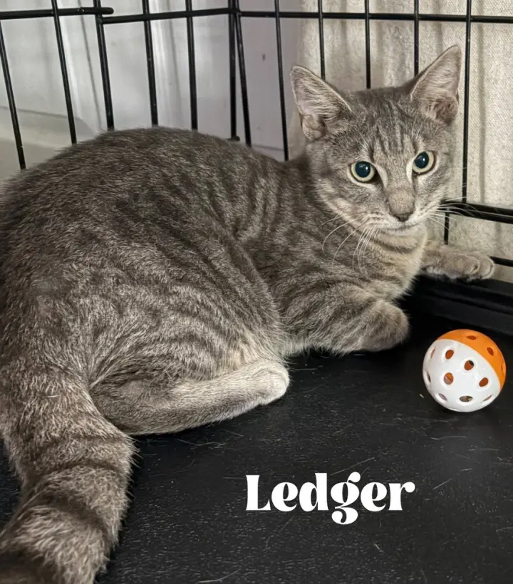 Ledger