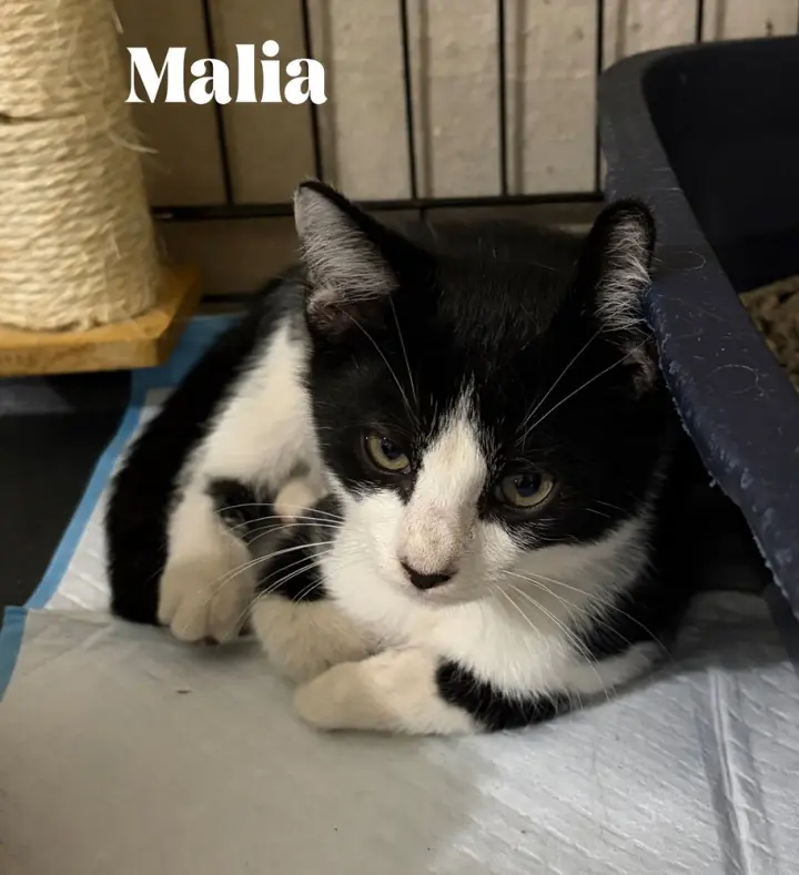 Malia