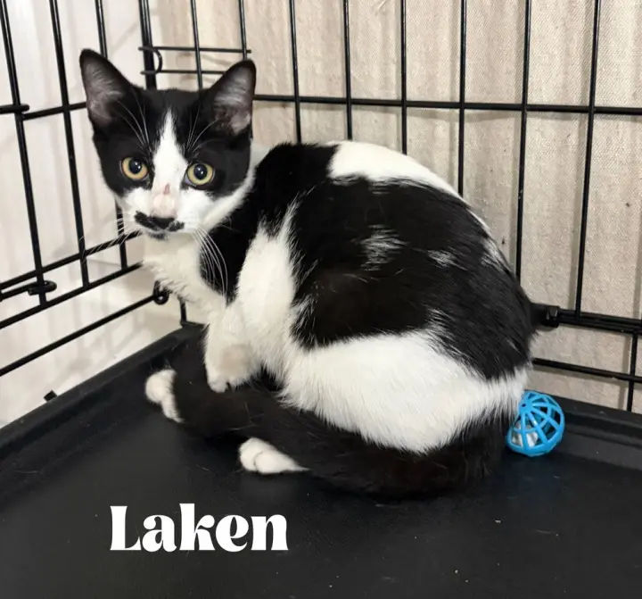 Laken
