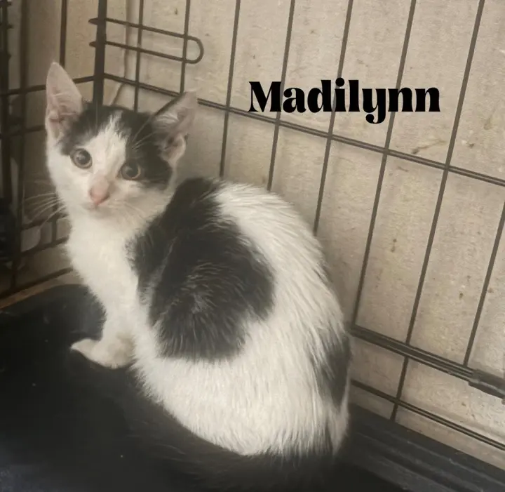 Madilynn