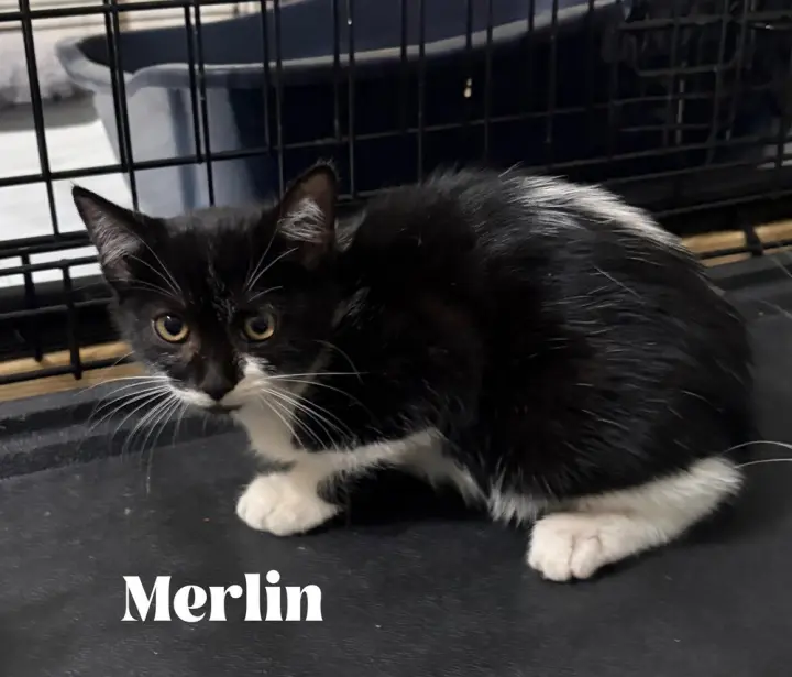 Merlin