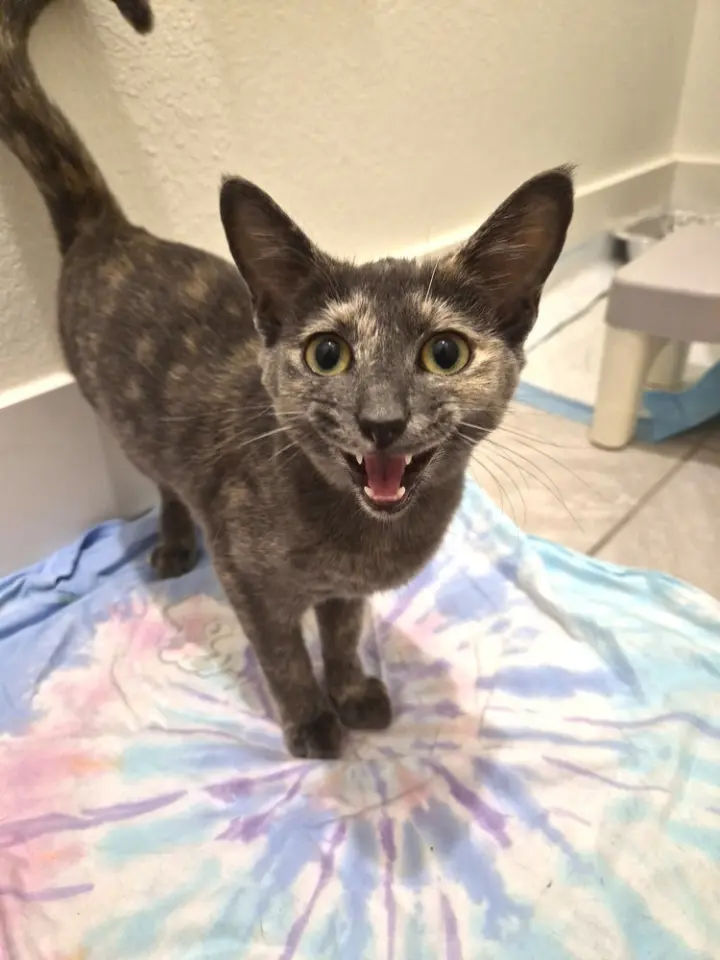 Mitzi