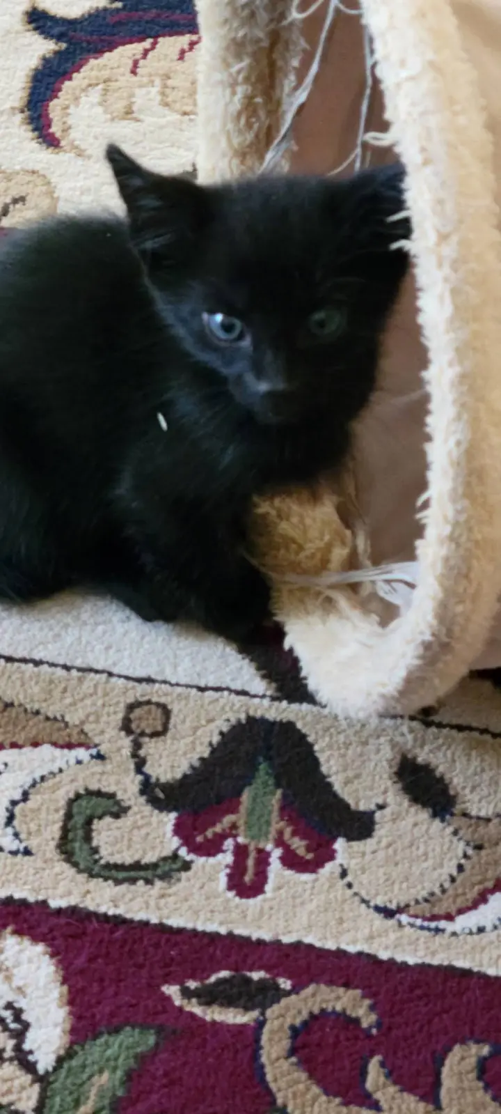 Panther