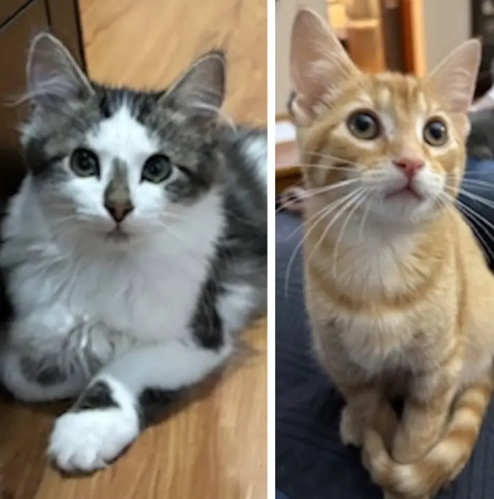 Smudge / Oliver