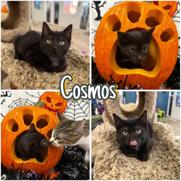 Cosmos