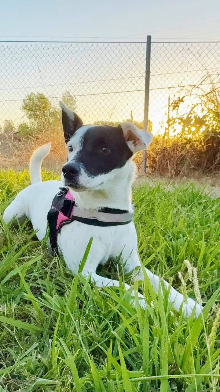 Pepper