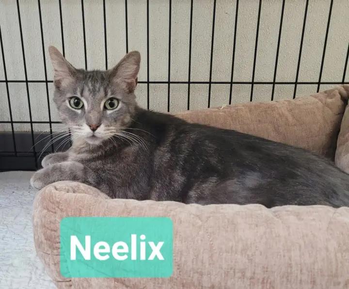 Neelix