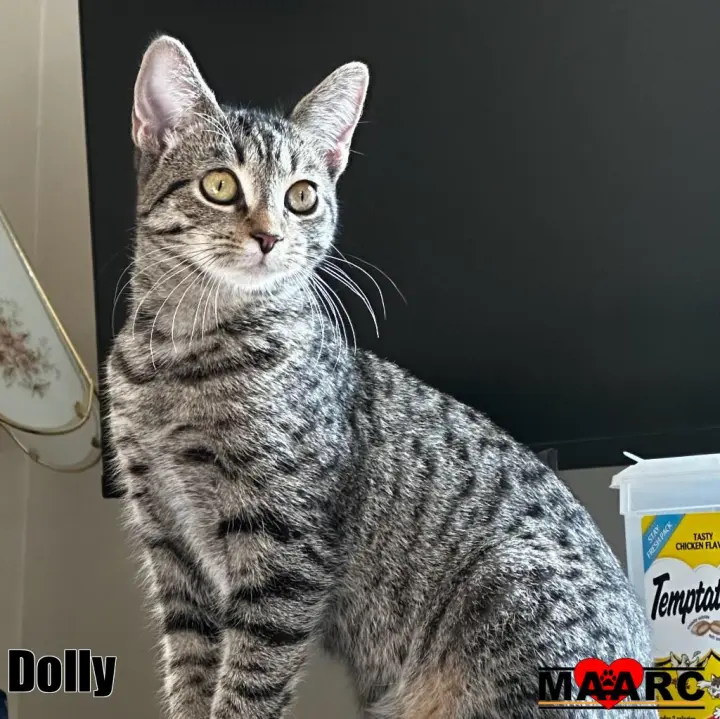 Dolly